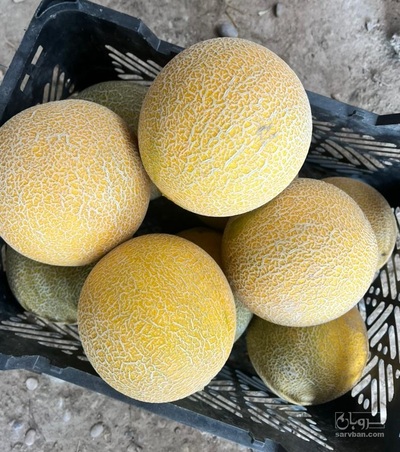 فروش طالبی جانا