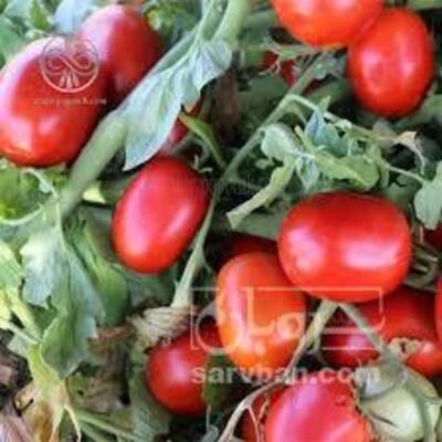 فروش گوجه فرنگی