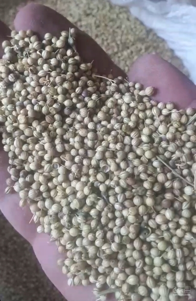 فروش تخم گشنیز