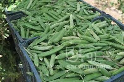 فروش نخود فرنگی