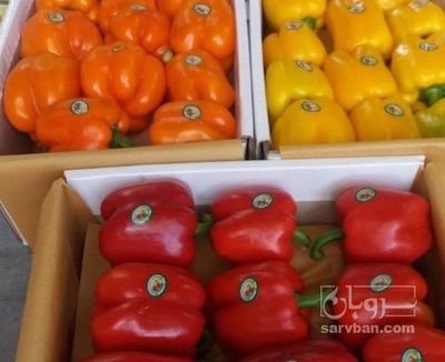 فروش فلفل دلمه ای