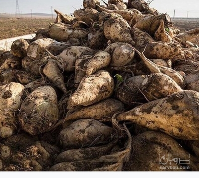 فروش چغندر قند