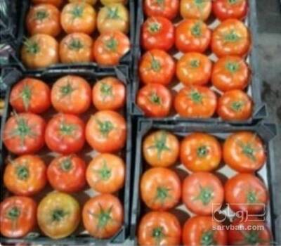 فروش گوجه فرنگی