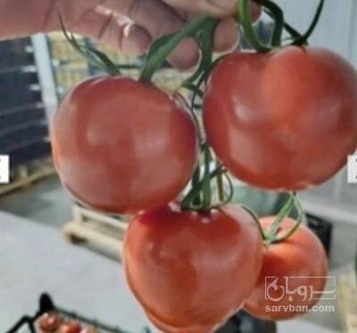 فروش گوجه فرنگی