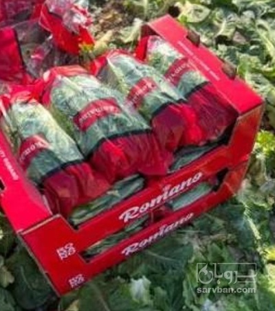 فروش کاهو ایرانی - رومانو