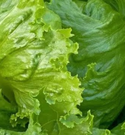 فروش کاهو ایسبرگ - آیسبرگ