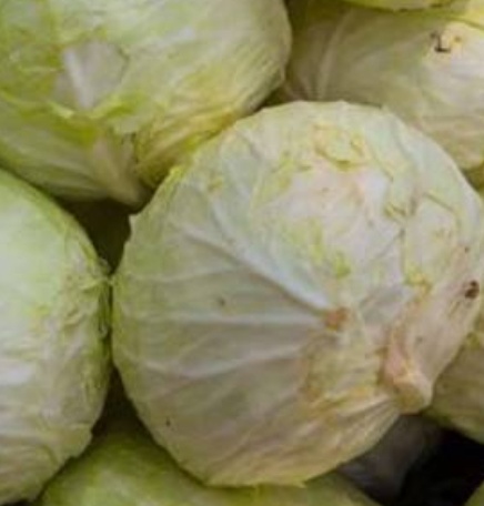 فروش کلم برگی سفید