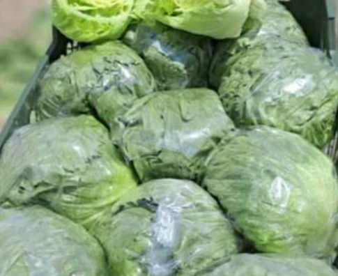 فروش کاهو ایسبرگ - آیسبرگ