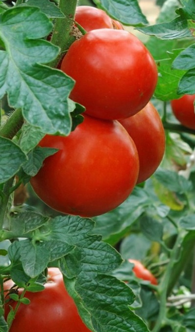 فروش گوجه فرنگی
