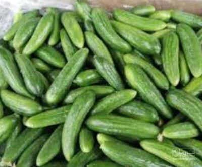 فروش خیار محلی