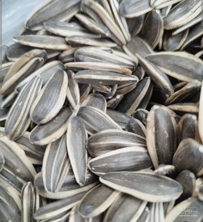 فروش آفتابگردان