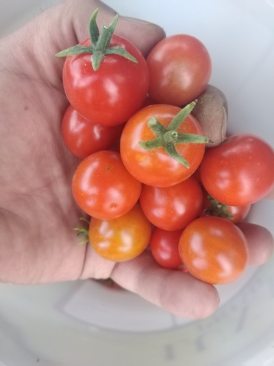 فروش گوجه فرنگی گیلاسی