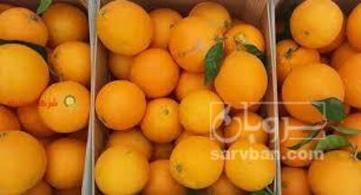 فروش پرتقال تامسون