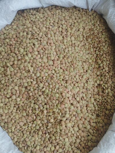 فروش عدس