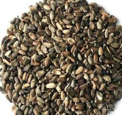 فروش بذر خار مریم