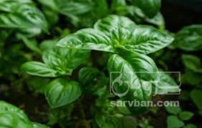 فروش ریحان گلخانه ای