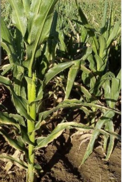 فروش چاپر ذرت - سیلاژ ذرت