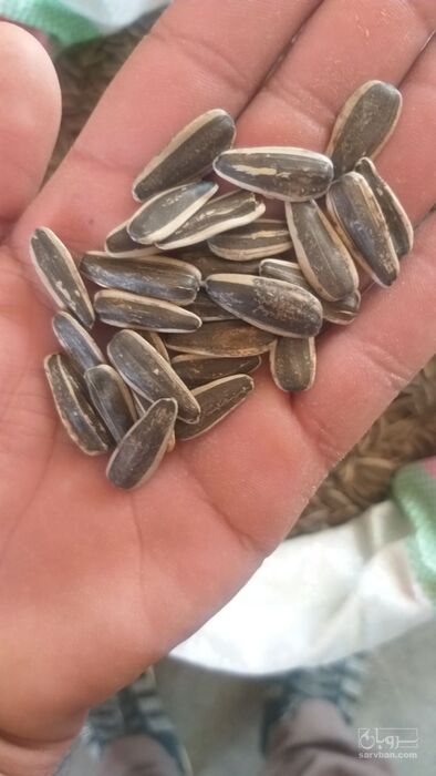 فروش تخمه آفتابگردان