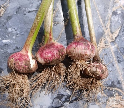 فروش سیرتازه