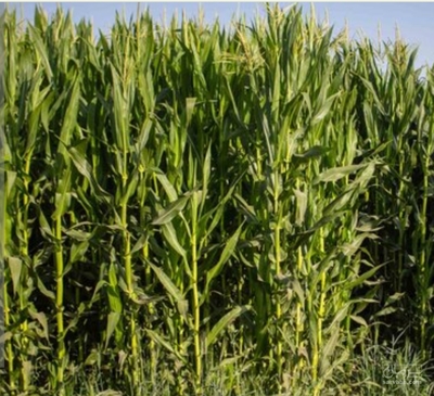 فروش چاپر ذرت - سیلاژ ذرت