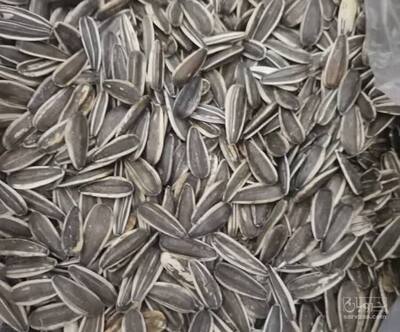 فروش آفتابگردان