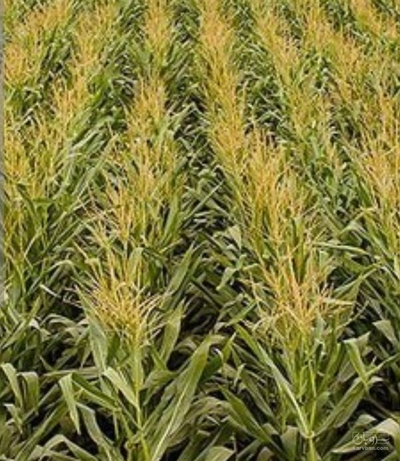 فروش چاپر ذرت - سیلاژ ذرت