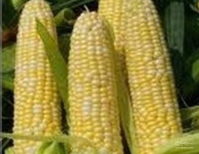 فروش چاپر ذرت - سیلاژ ذرت