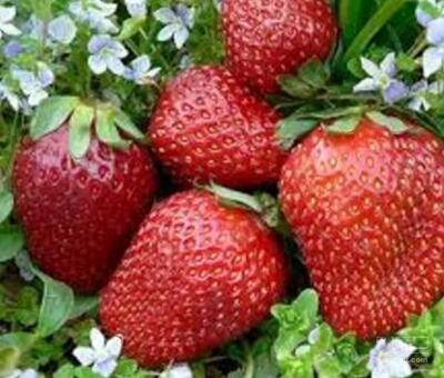 فروش توت فرنگی