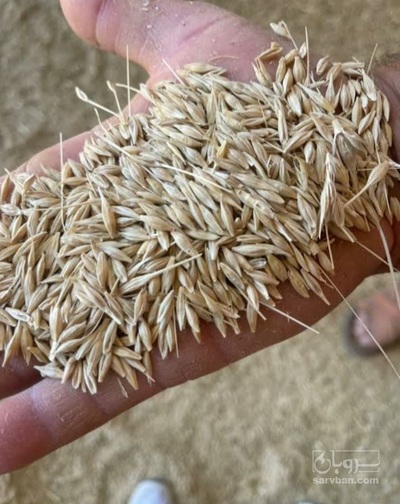 فروش یولاف - جو دو سر