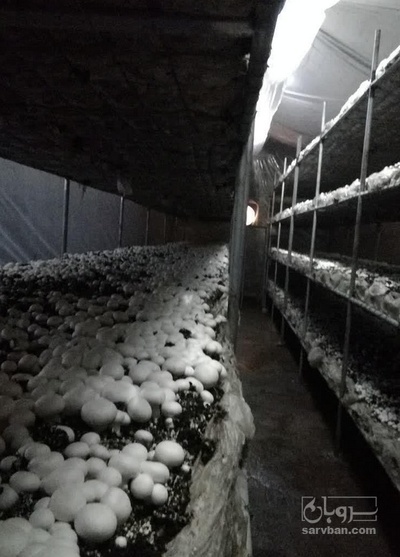 فروش قارچ دکمه ای