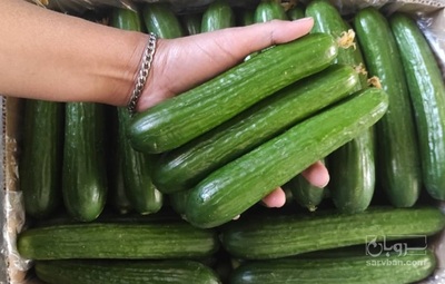 فروش خیار سبز گلخانه‌ای