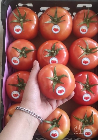 فروش گوجه فرنگی ۴۱۲۹