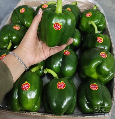فروش فلفل دلمه ای سبز