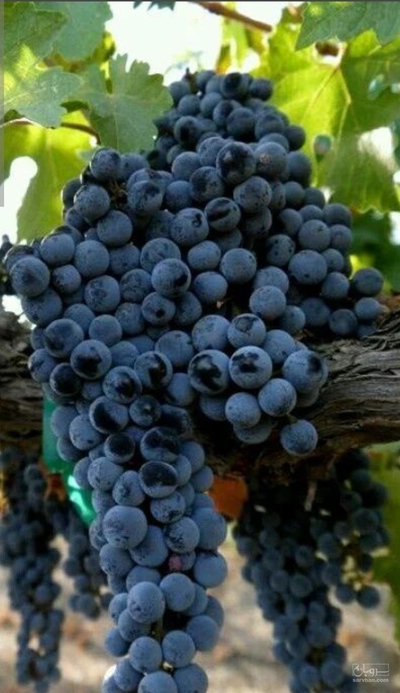فروش انگور سیاه