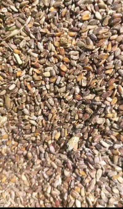 فروش خار مریم