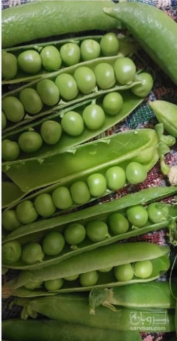 فروش نخود فرنگی هلندی