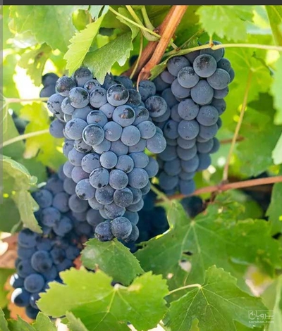 فروش انگور سیاه