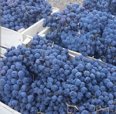 فروش انگور سیاه