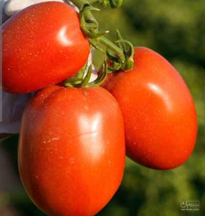 فروش گوجه فرنگی