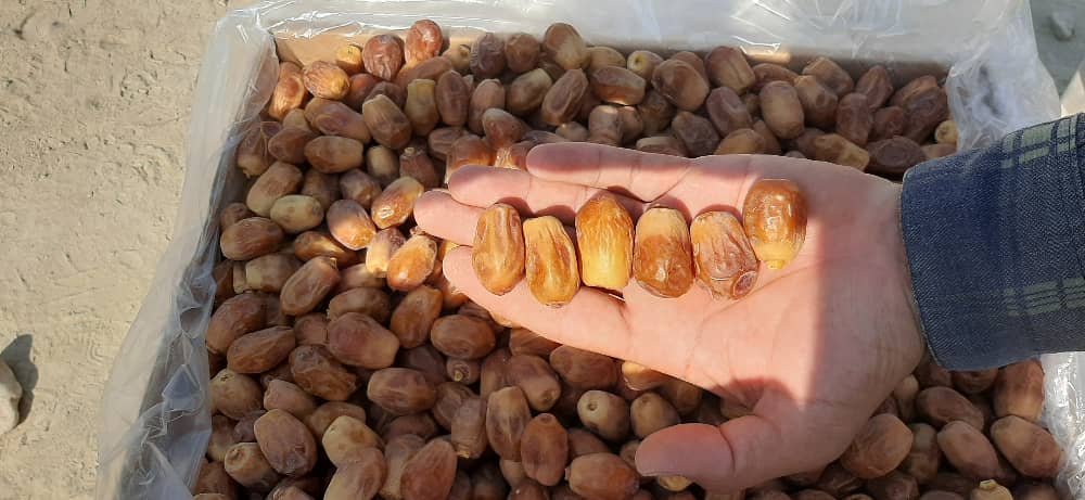فروش خرما زاهدی ( قصب )
