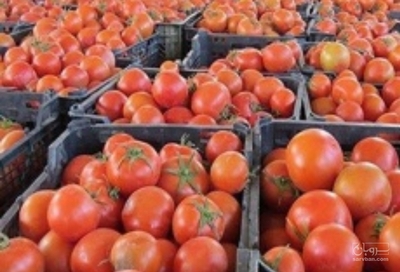 فروش گوجه فرنگی