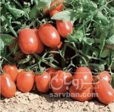 فروش گوجه فرنگی