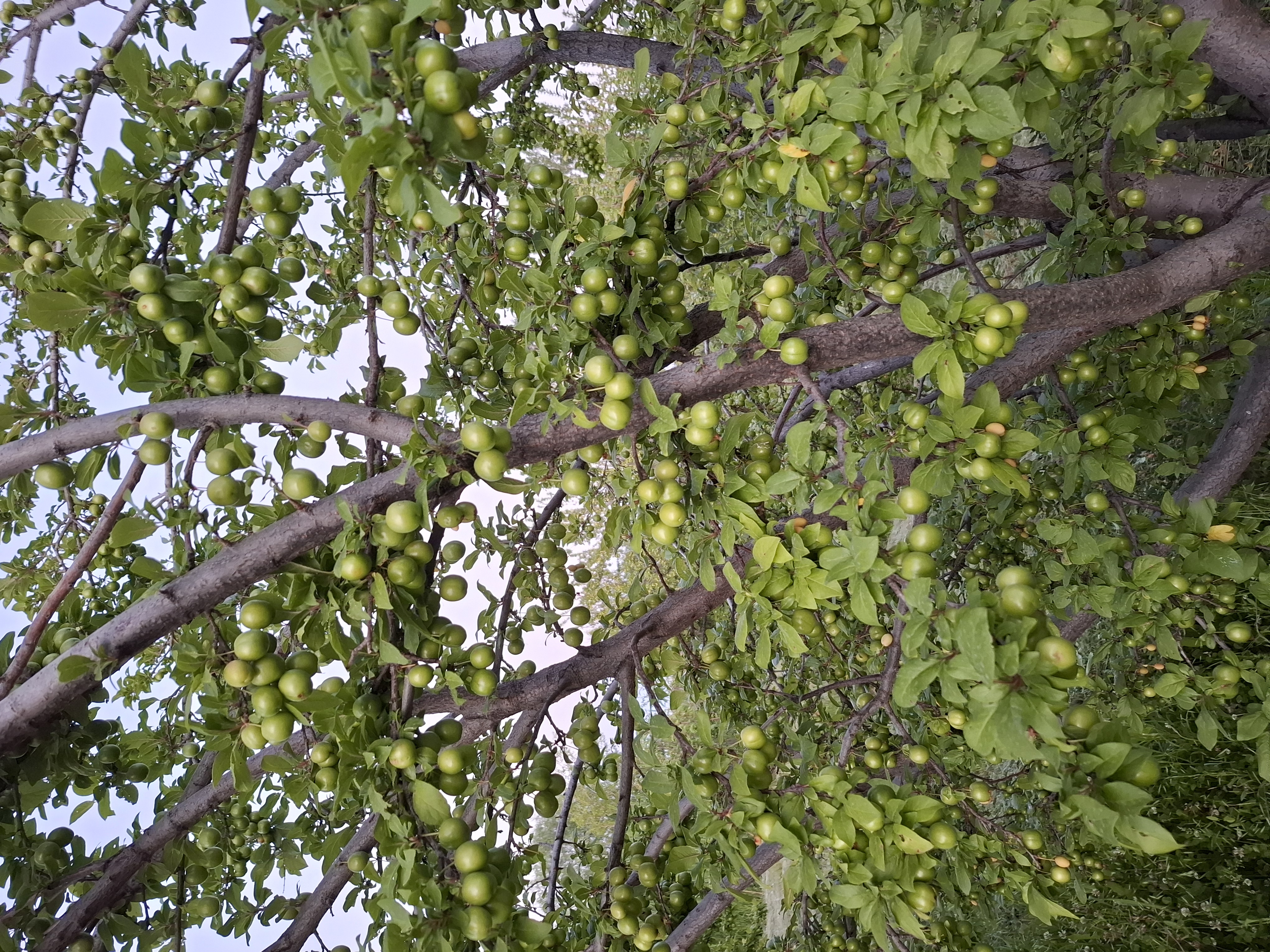 فروش گوجه سبز