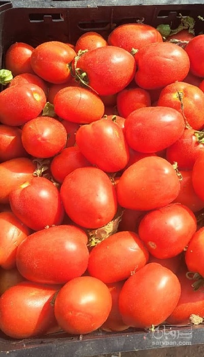 فروش گوجه فرنگی