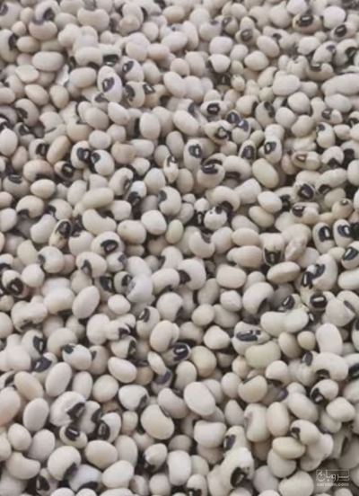 فروش لوبیا چشم بلبلی