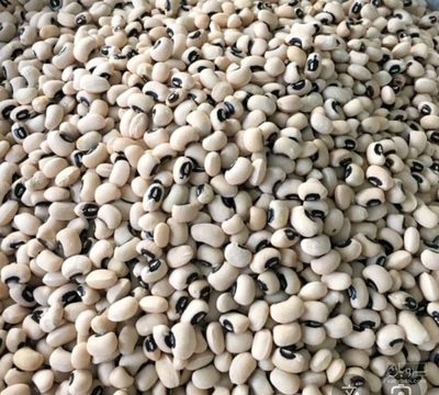 فروش لوبیا چشم بلبلی