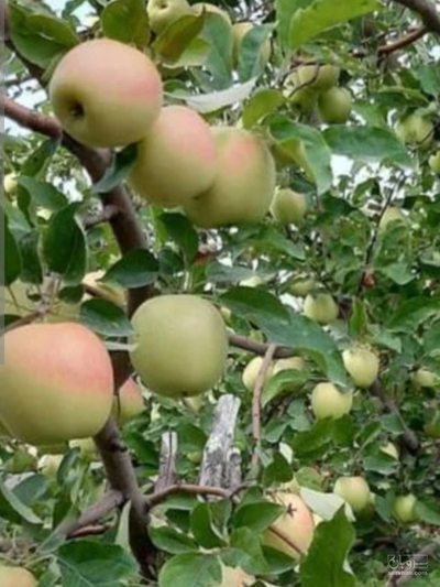 فروش سیب گلاب