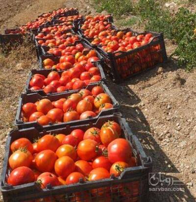 فروش گوجه فرنگی