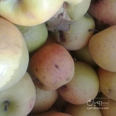 فروش سیب بادریز
