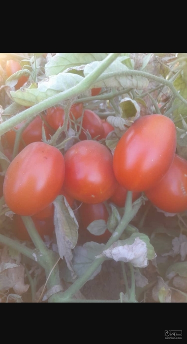 فروش گوجه فرنگی